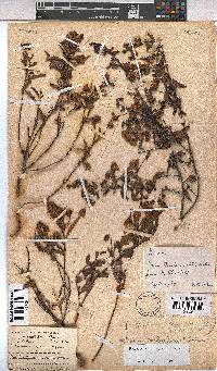 Hermannia saccifera image