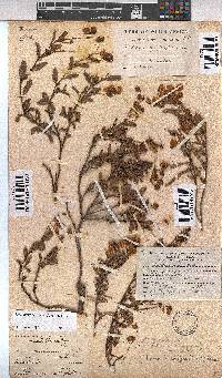 Hermannia saccifera image