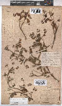 Hermannia saccifera image