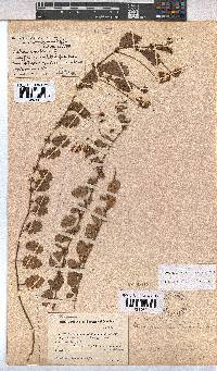Image of Hermannia scabricaulis