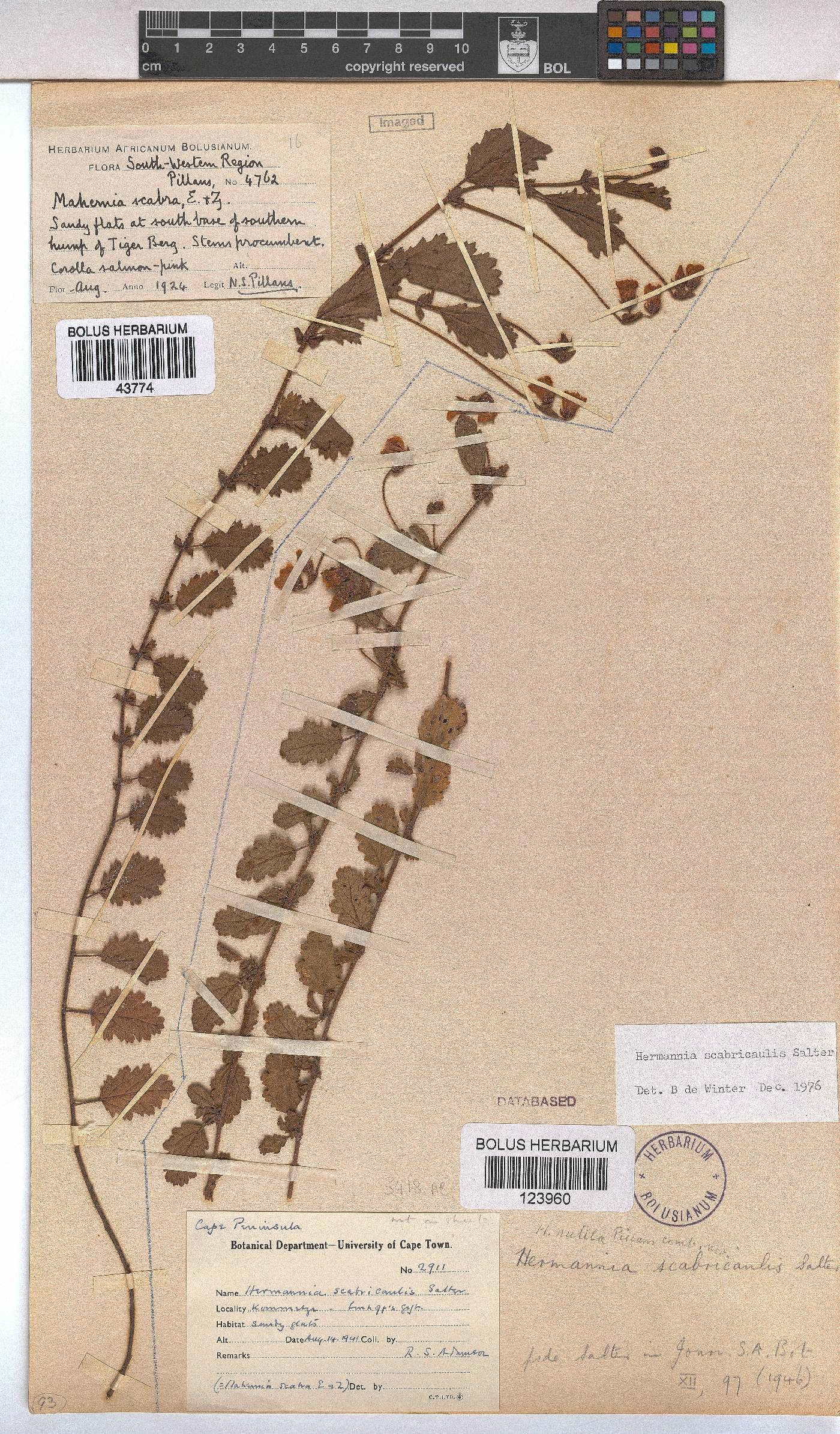 Hermannia scabricaulis image