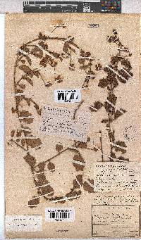 Hermannia scabricaulis image