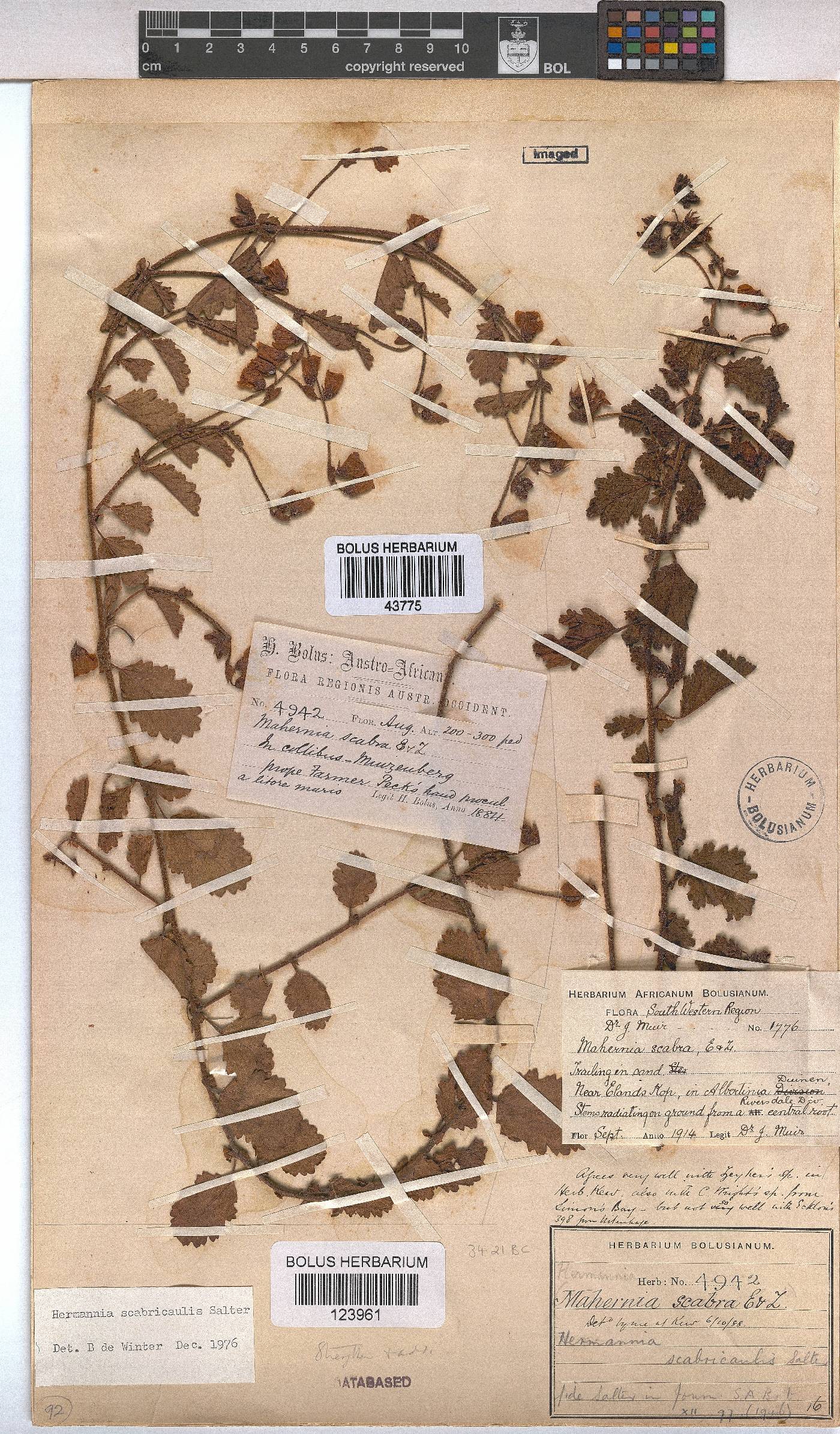 Hermannia scabricaulis image