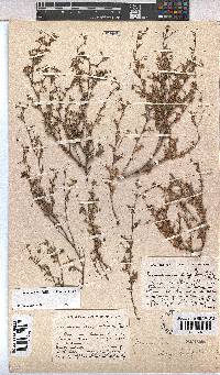 Hermannia sisymbriifolia image