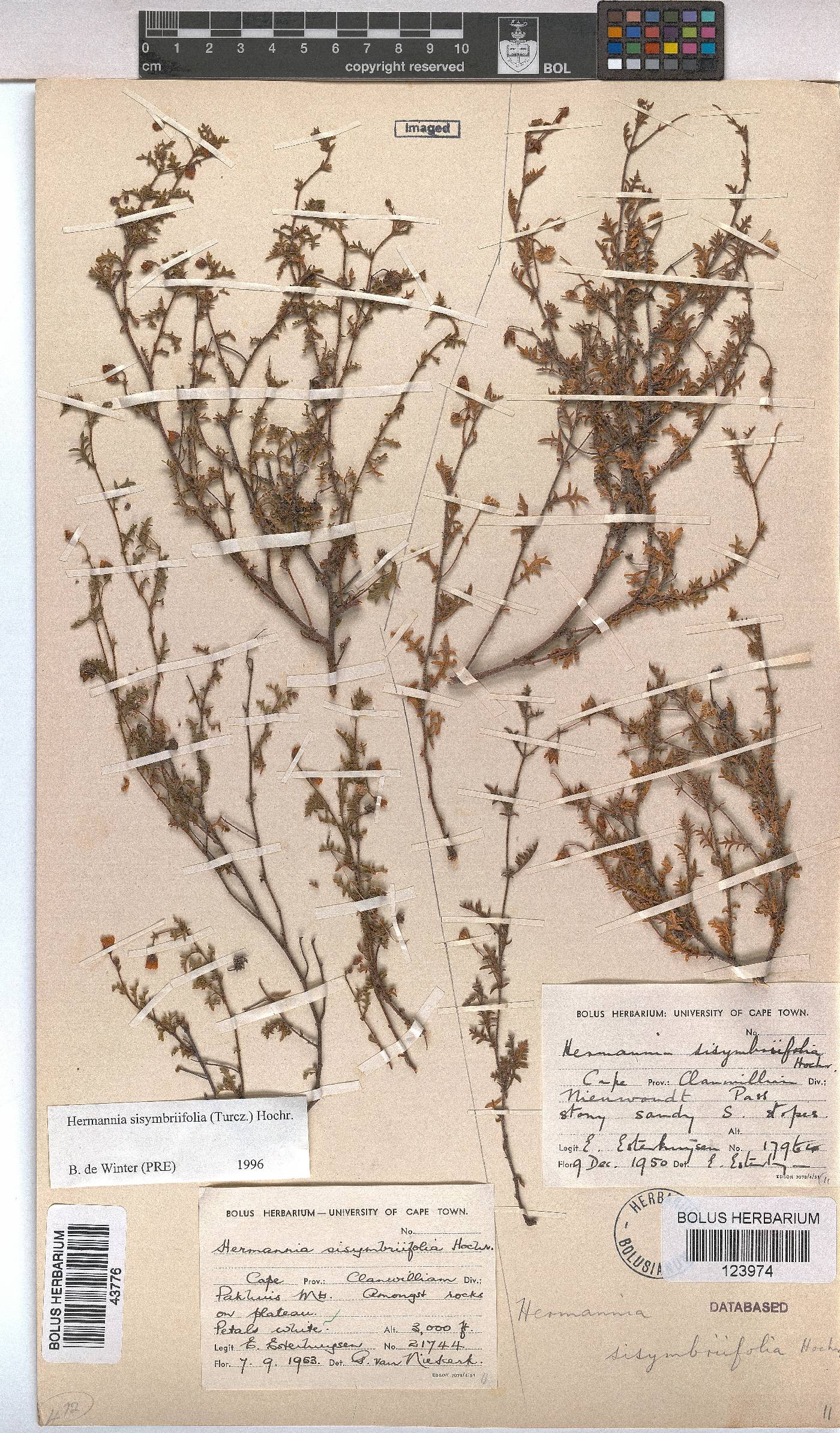 Hermannia sisymbriifolia image