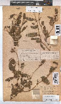 Hermannia stellulata image