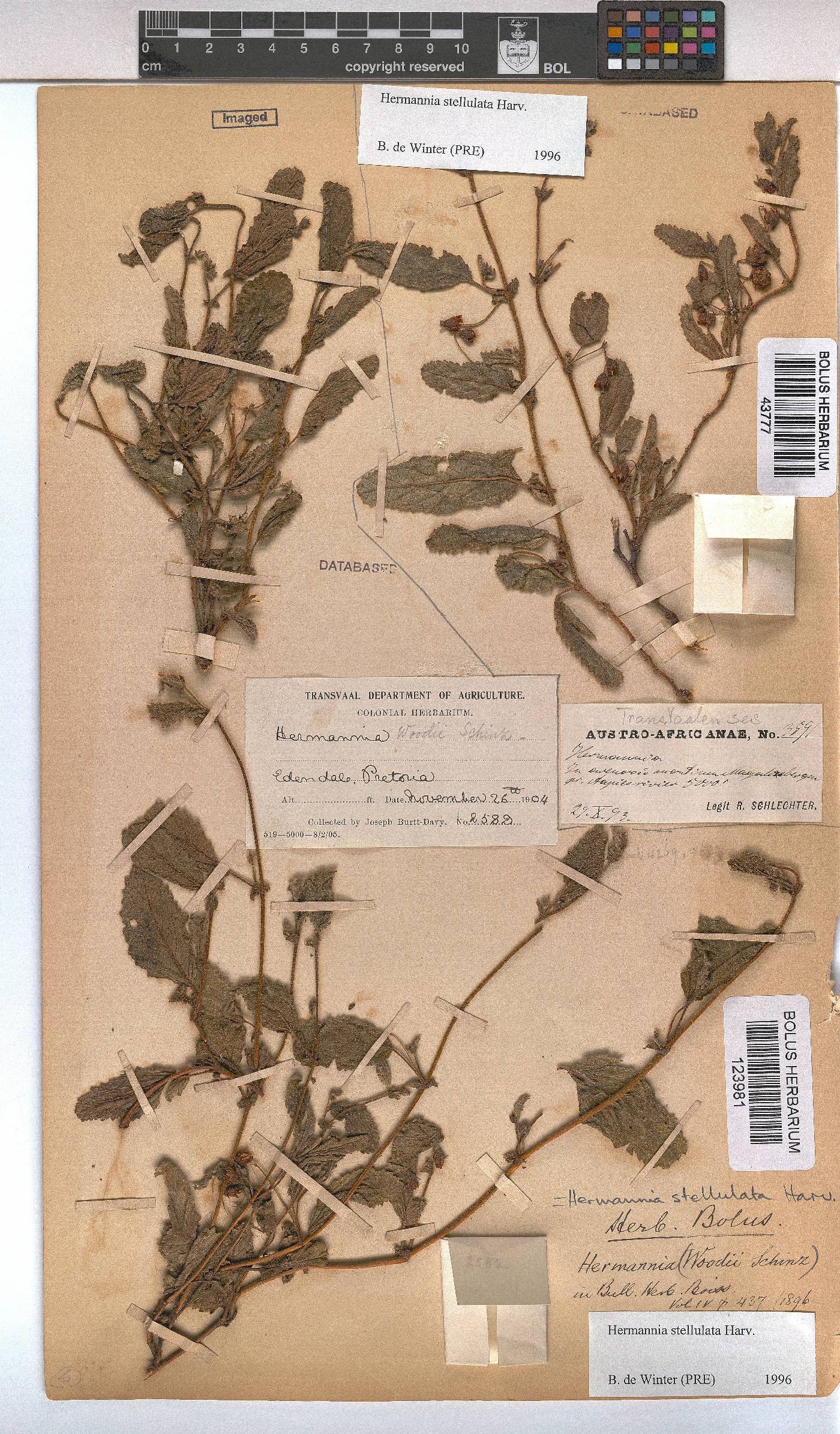Hermannia stellulata image