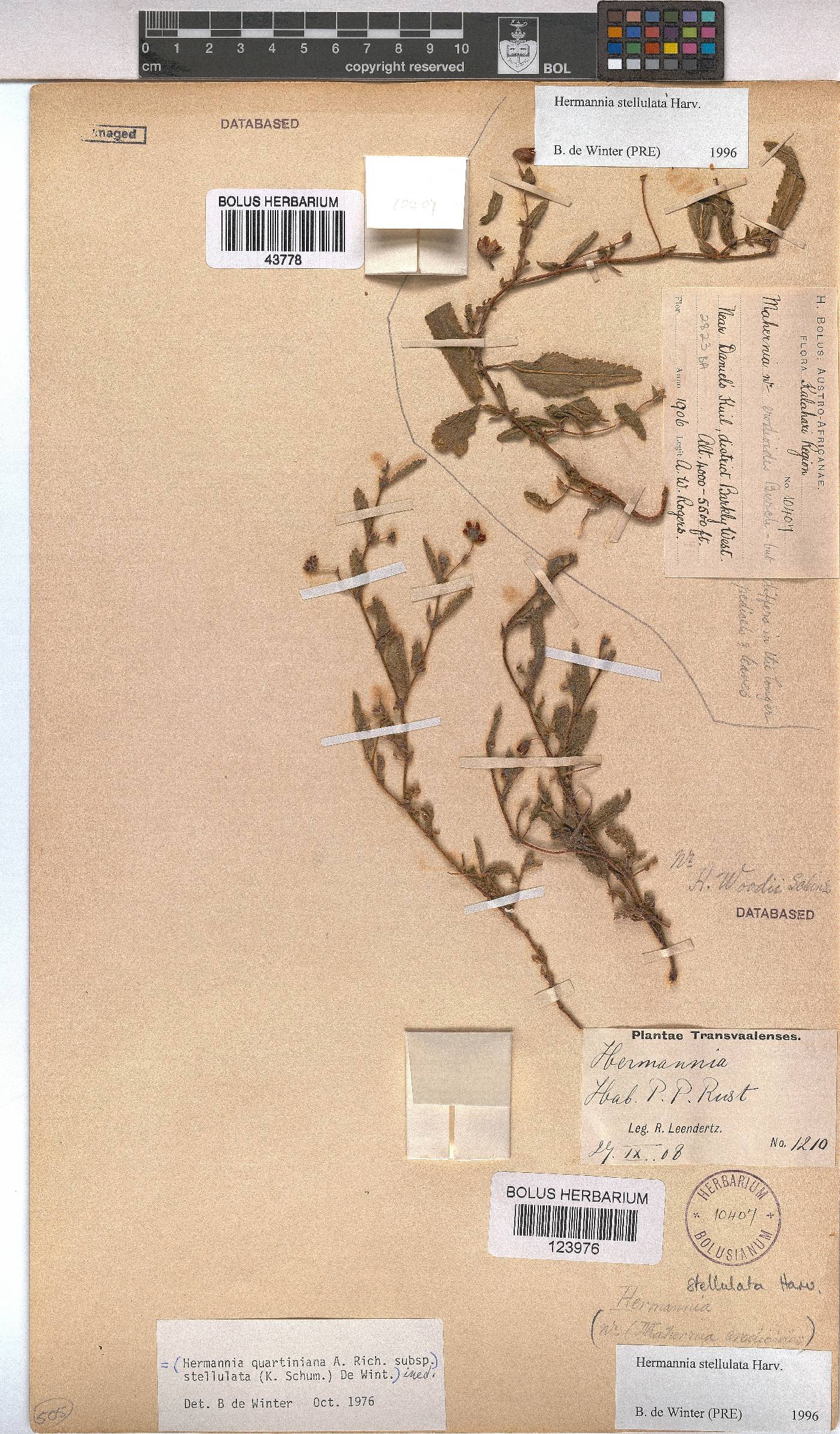 Hermannia stellulata image