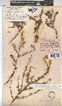 Hermannia stricta image