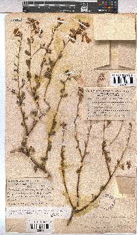 Hermannia stricta image