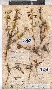 Hermannia stricta image