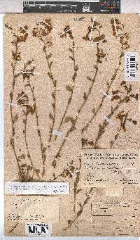 Hermannia stricta image