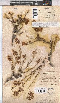 Hermannia stricta image