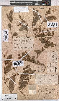 Hermannia woodii image