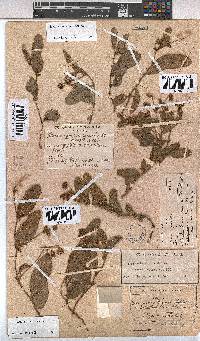 Hermannia woodii image