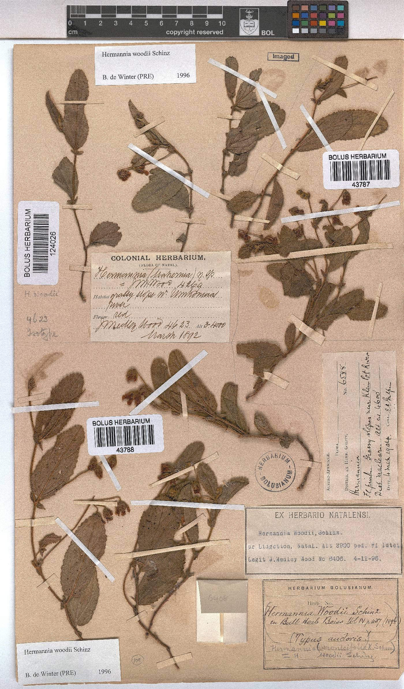 Hermannia woodii image