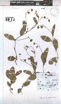 Hermannia woodii image