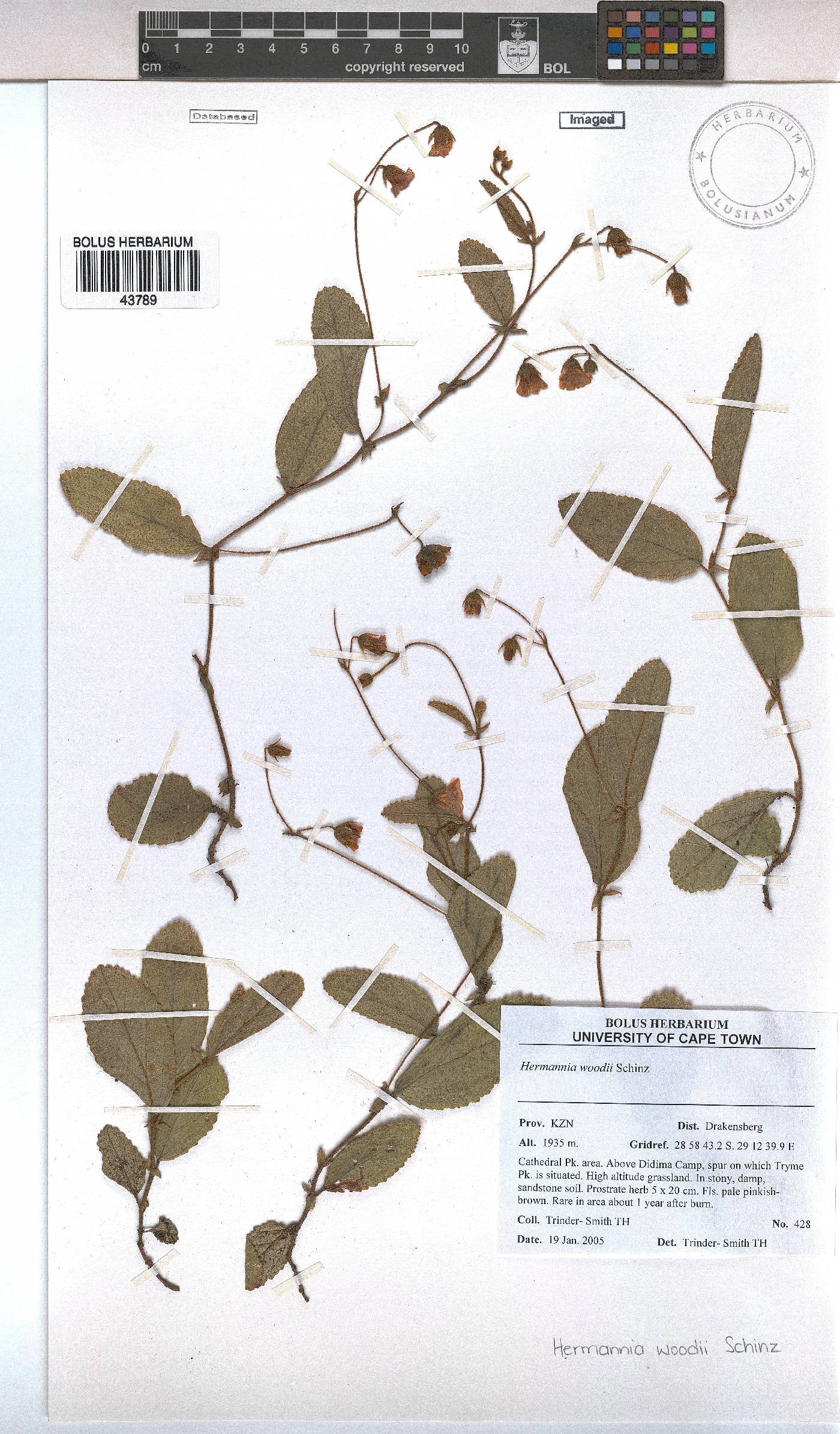 Hermannia woodii image