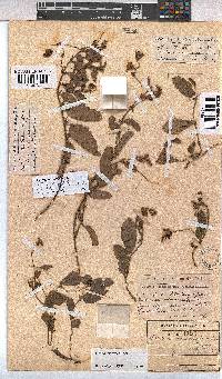 Hermannia woodii image