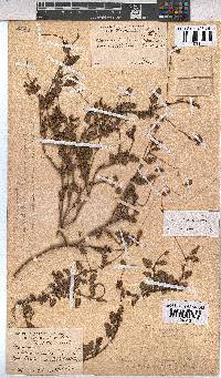 Hermannia lacera image