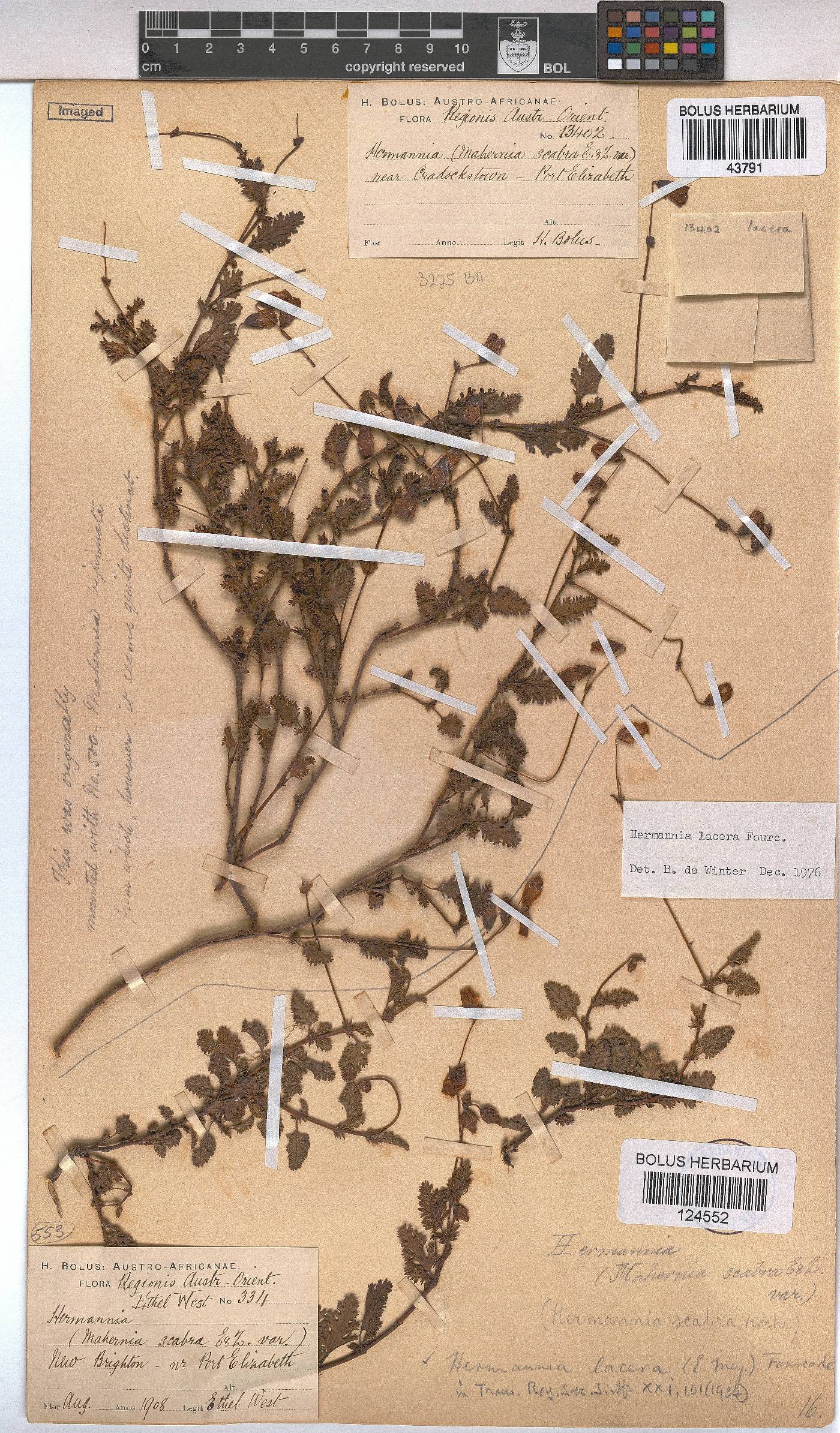 Hermannia lacera image