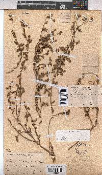 Hermannia lacera image