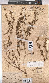 Hermannia lacera image