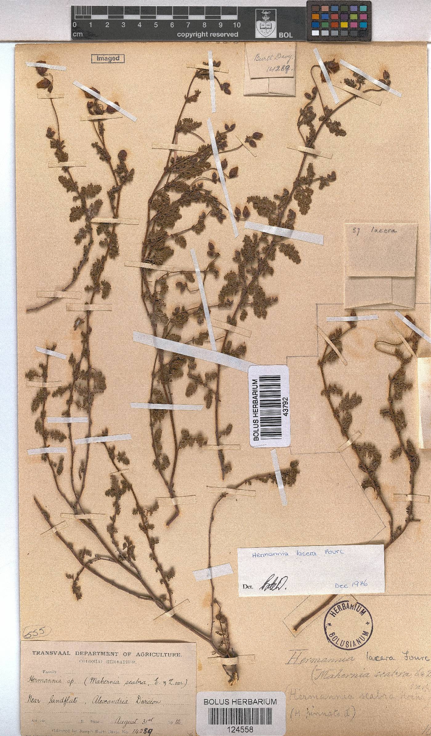 Hermannia lacera image