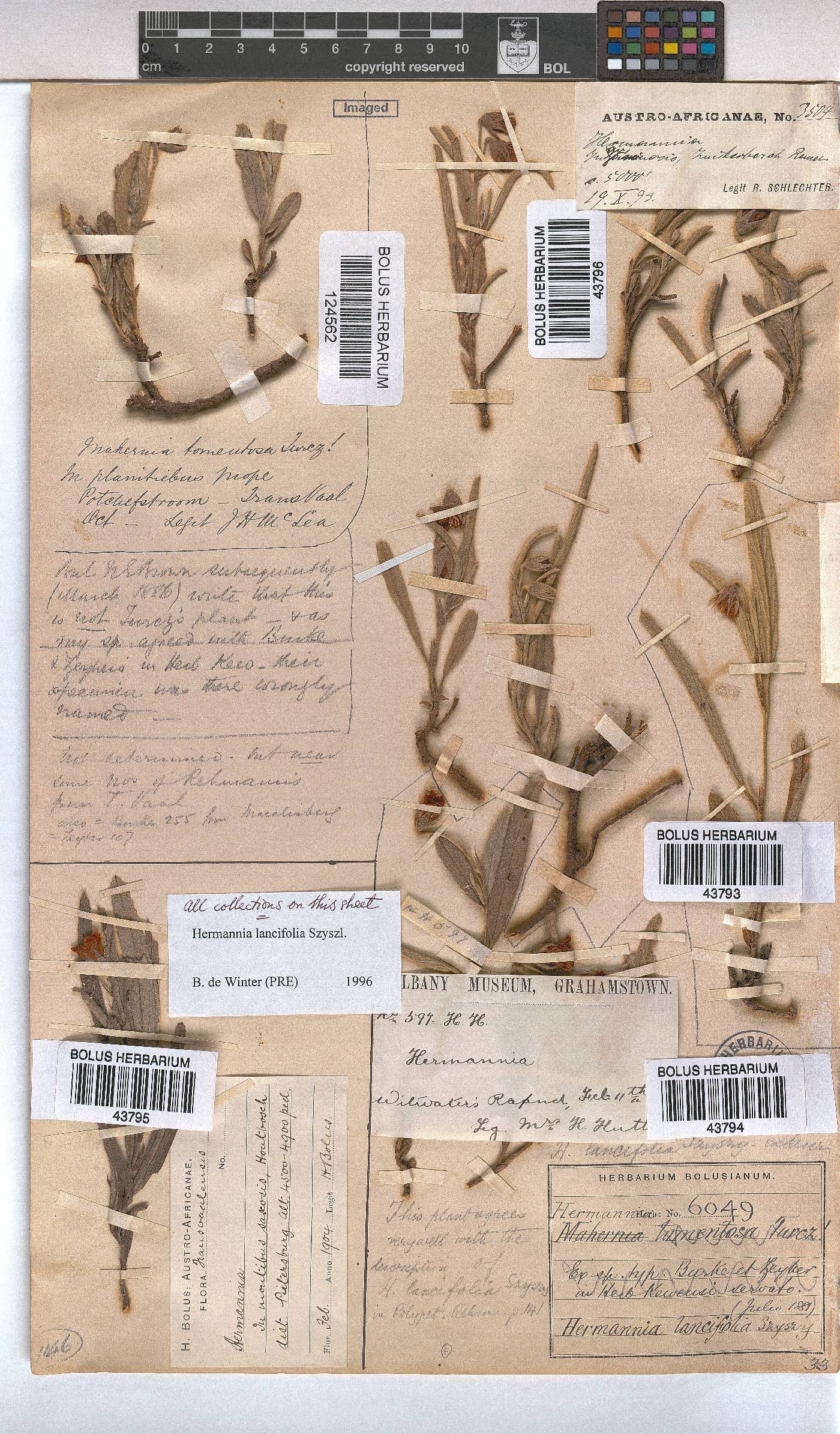Hermannia lancifolia image