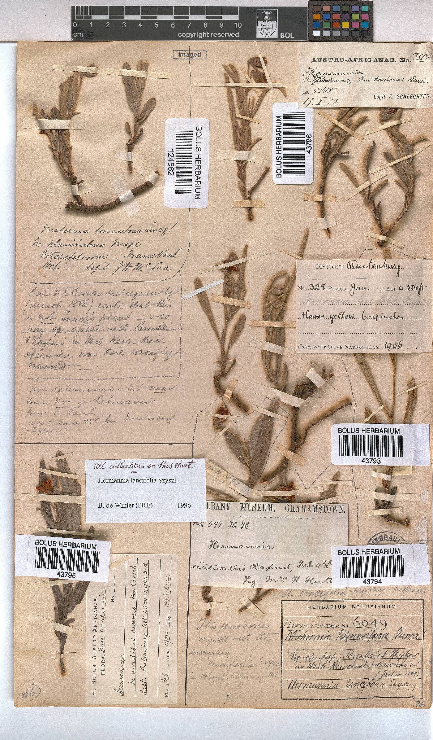 Hermannia lancifolia image
