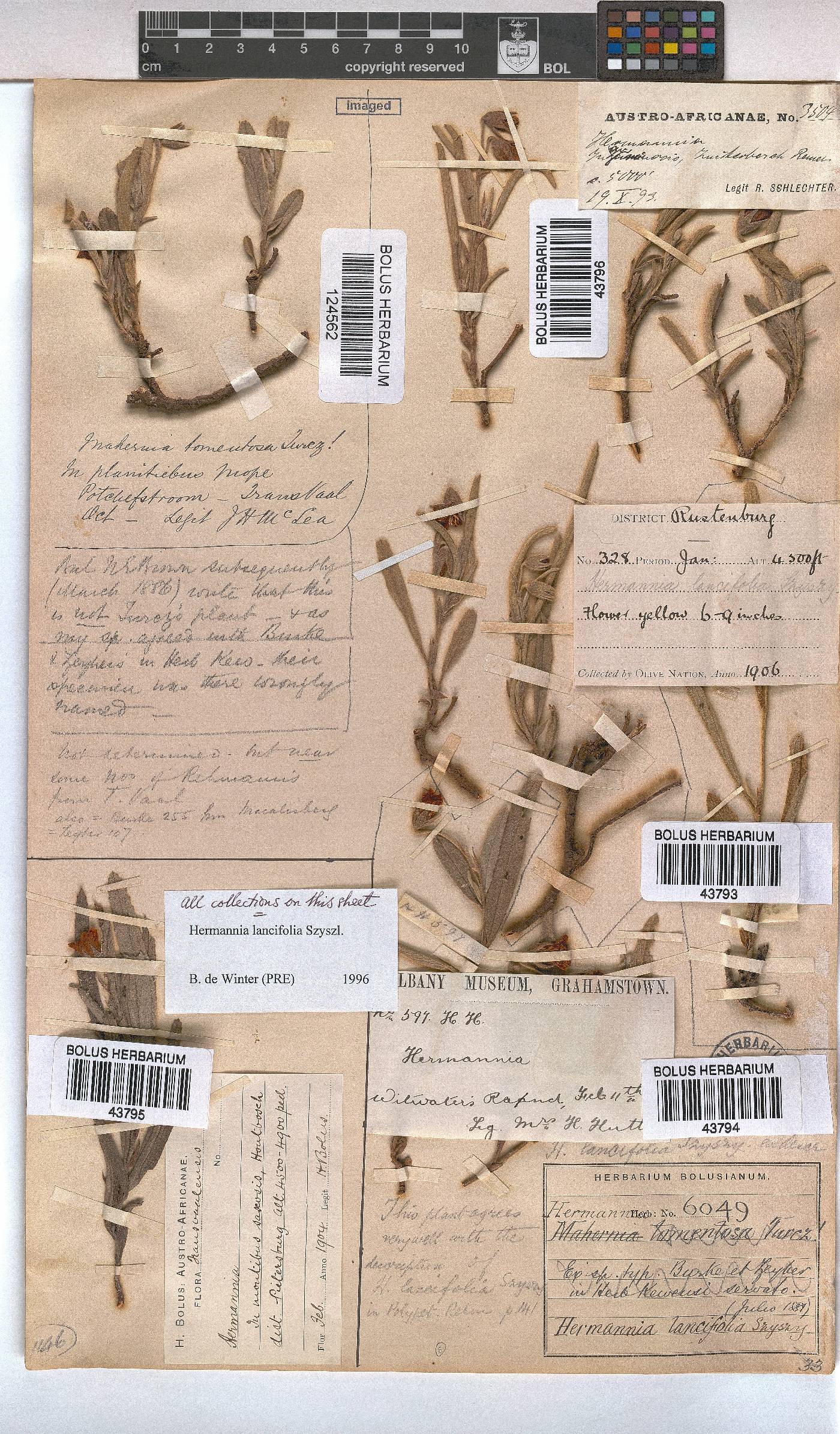 Hermannia lancifolia image