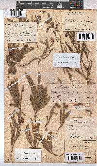 Hermannia lancifolia image