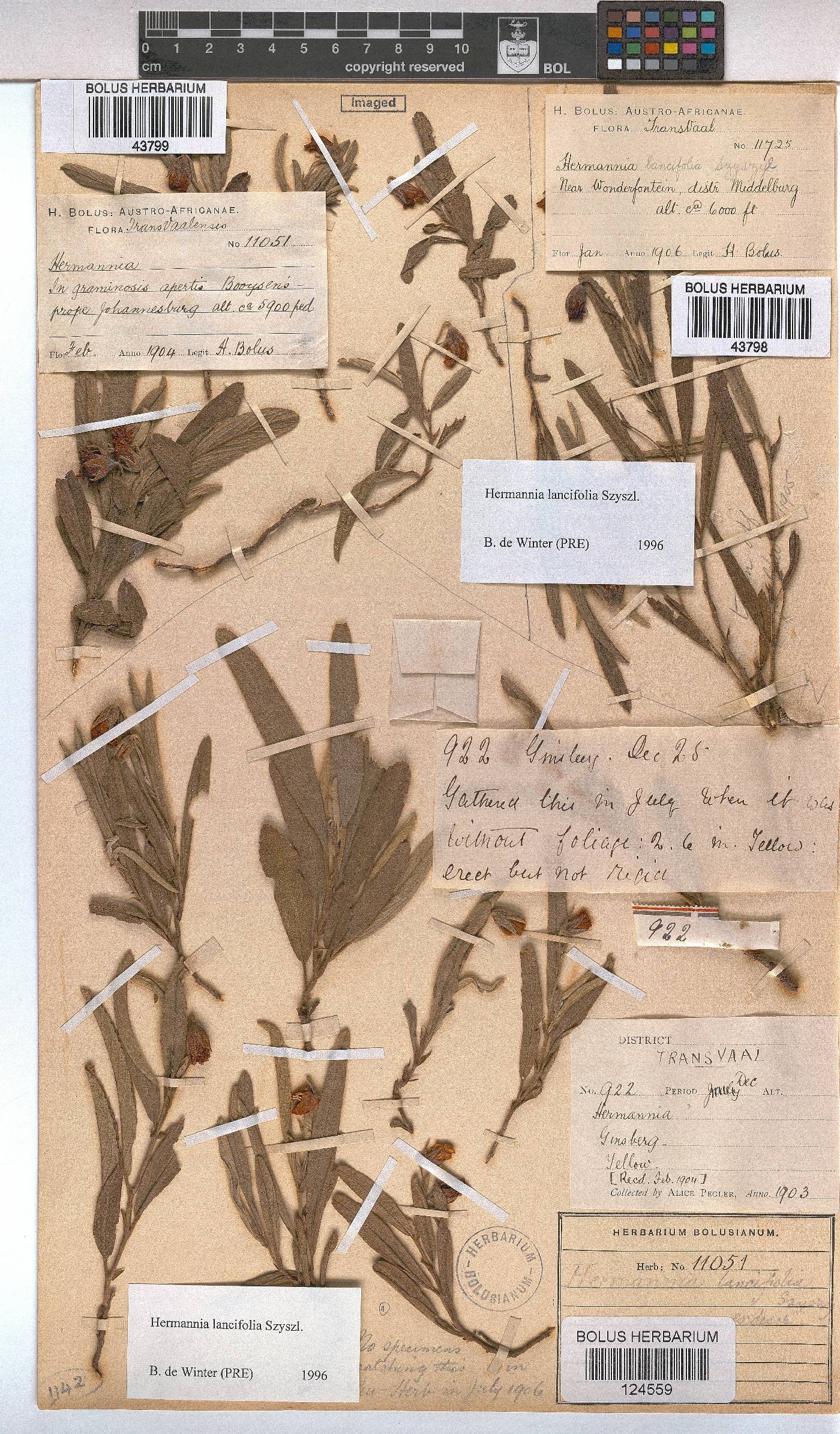 Hermannia lancifolia image