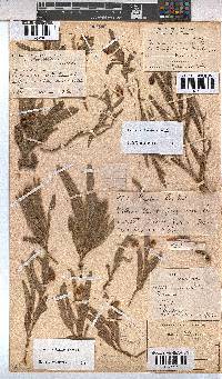 Hermannia lancifolia image