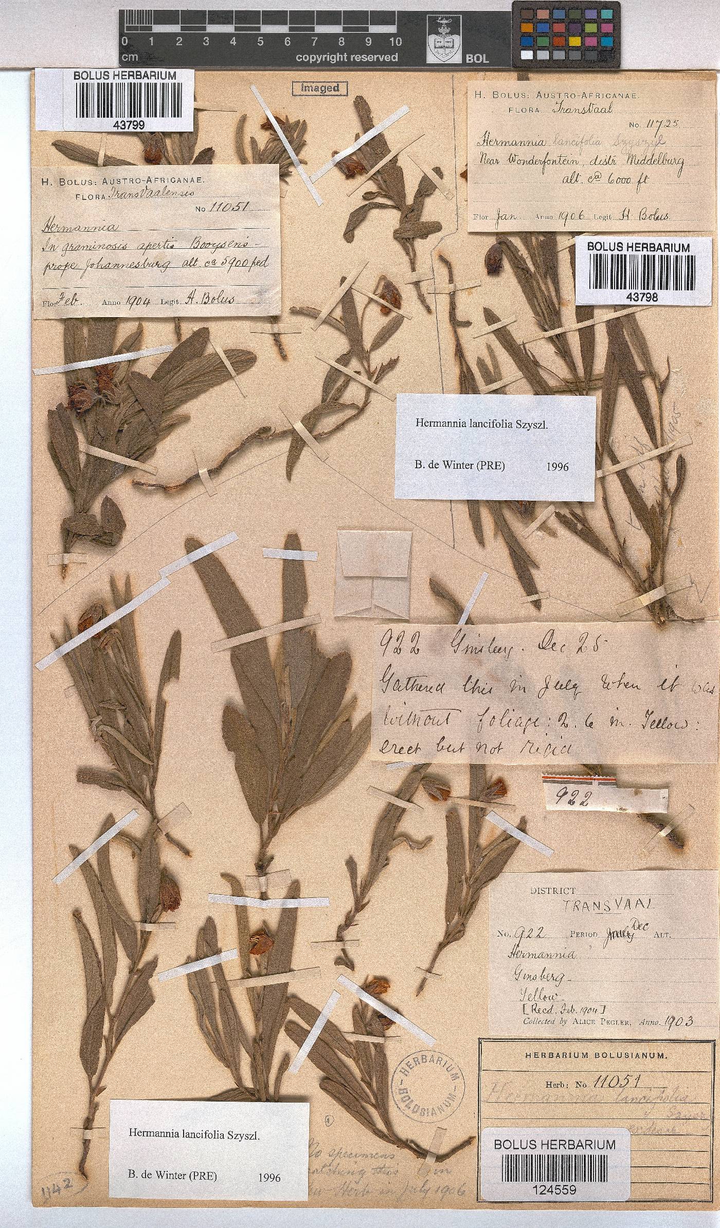 Hermannia lancifolia image