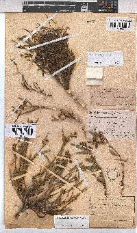 Hermannia glabrata image
