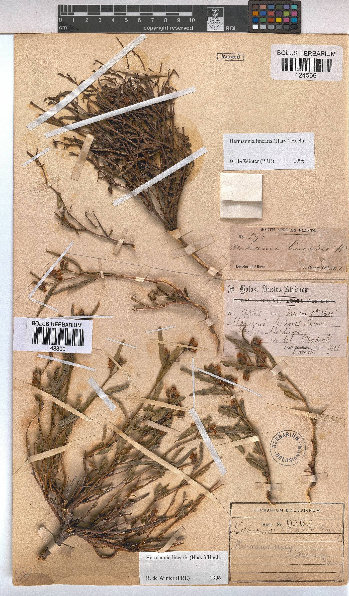 Hermannia glabrata image