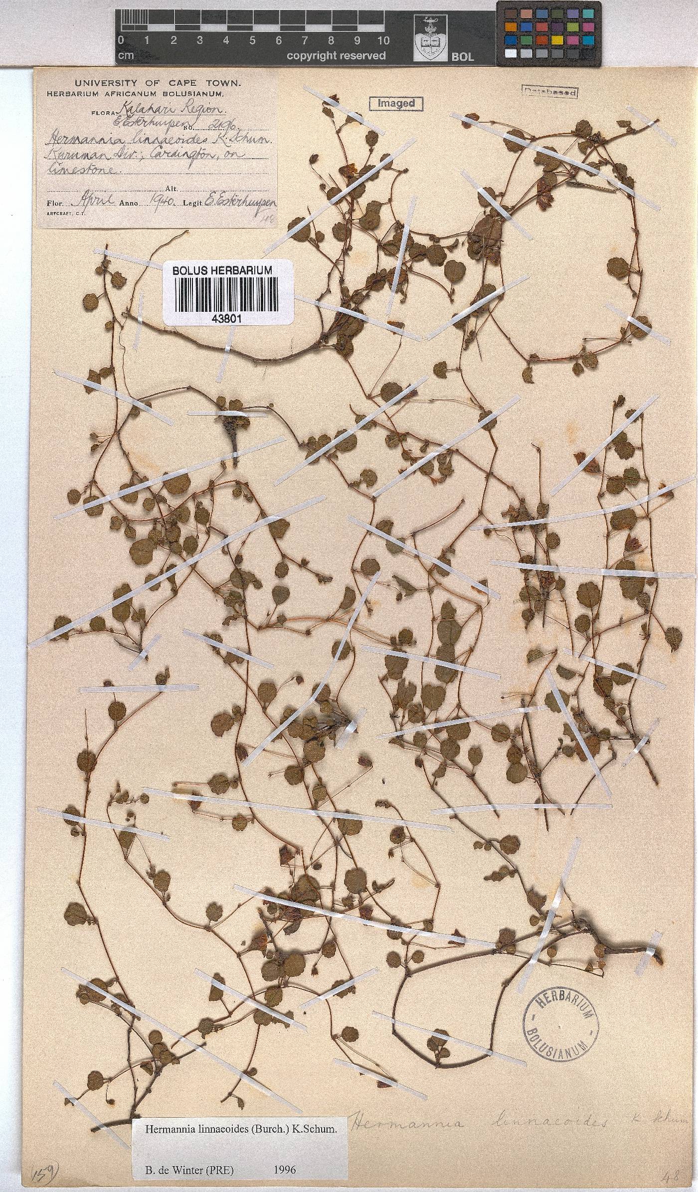 Hermannia linnaeoides image