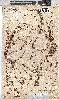 Hermannia linnaeoides image