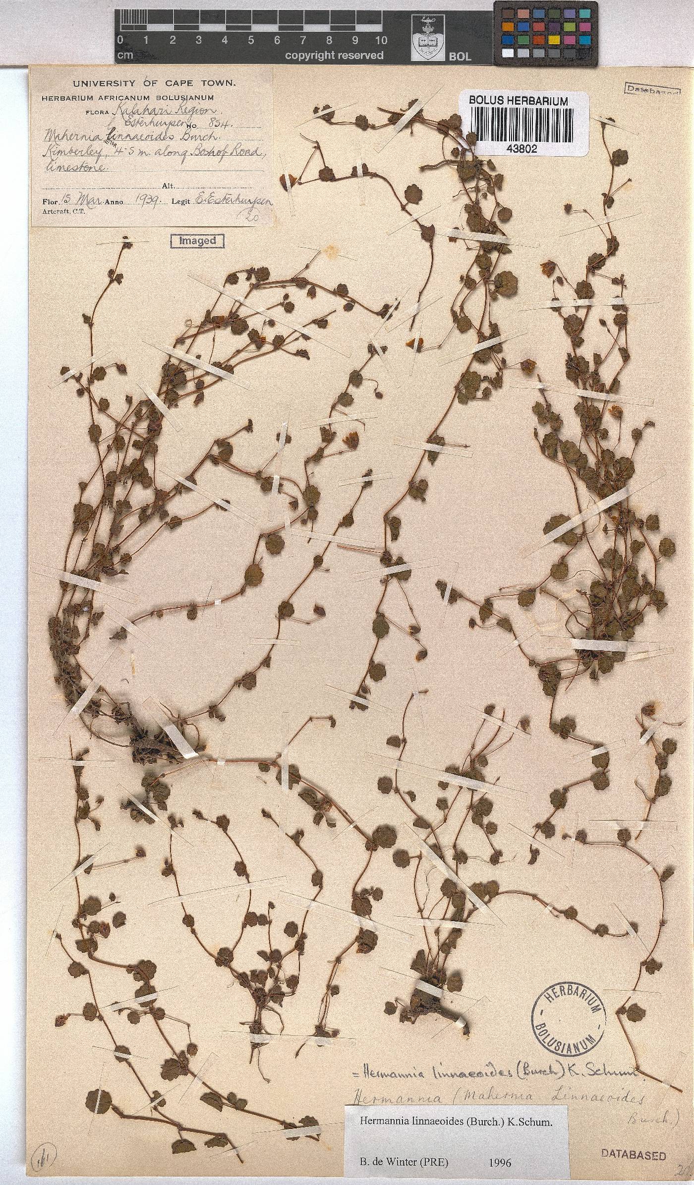 Hermannia linnaeoides image