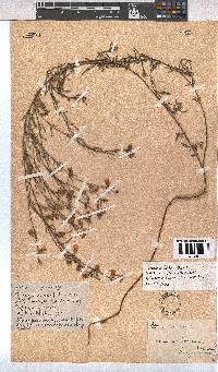 Image of Hermannia linifolia