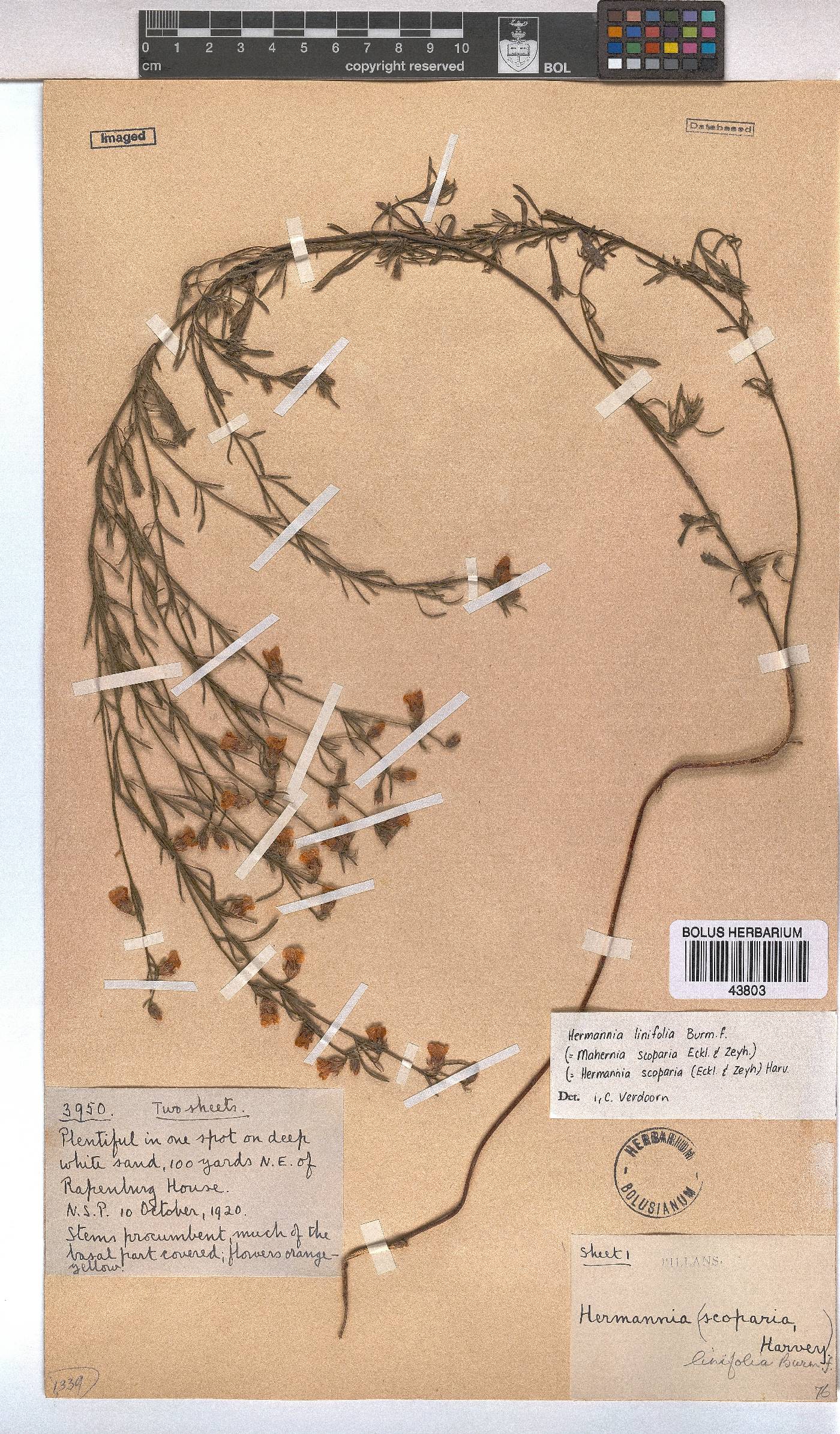 Hermannia linifolia image