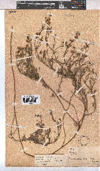 Hermannia linifolia image