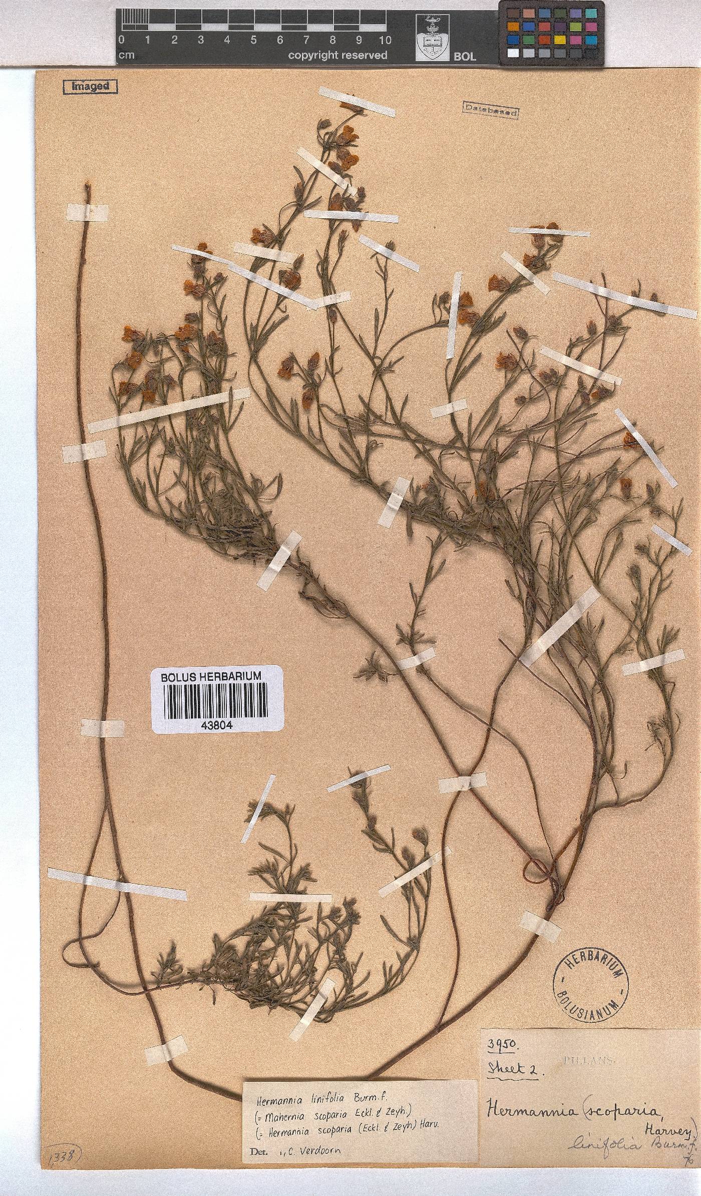 Hermannia linifolia image