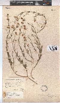 Hermannia linifolia image