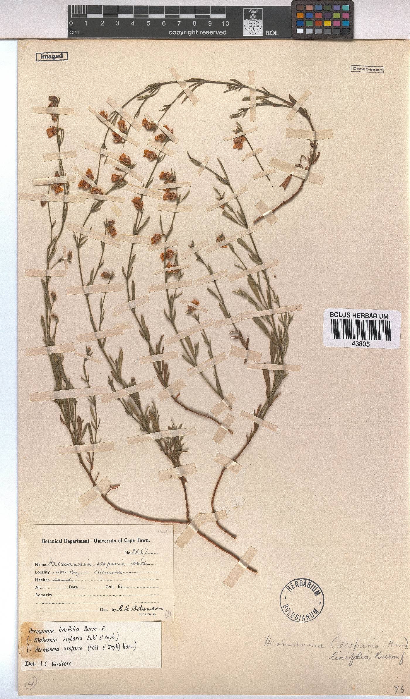 Hermannia linifolia image