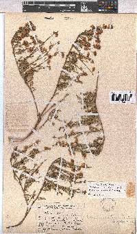 Hermannia linifolia image