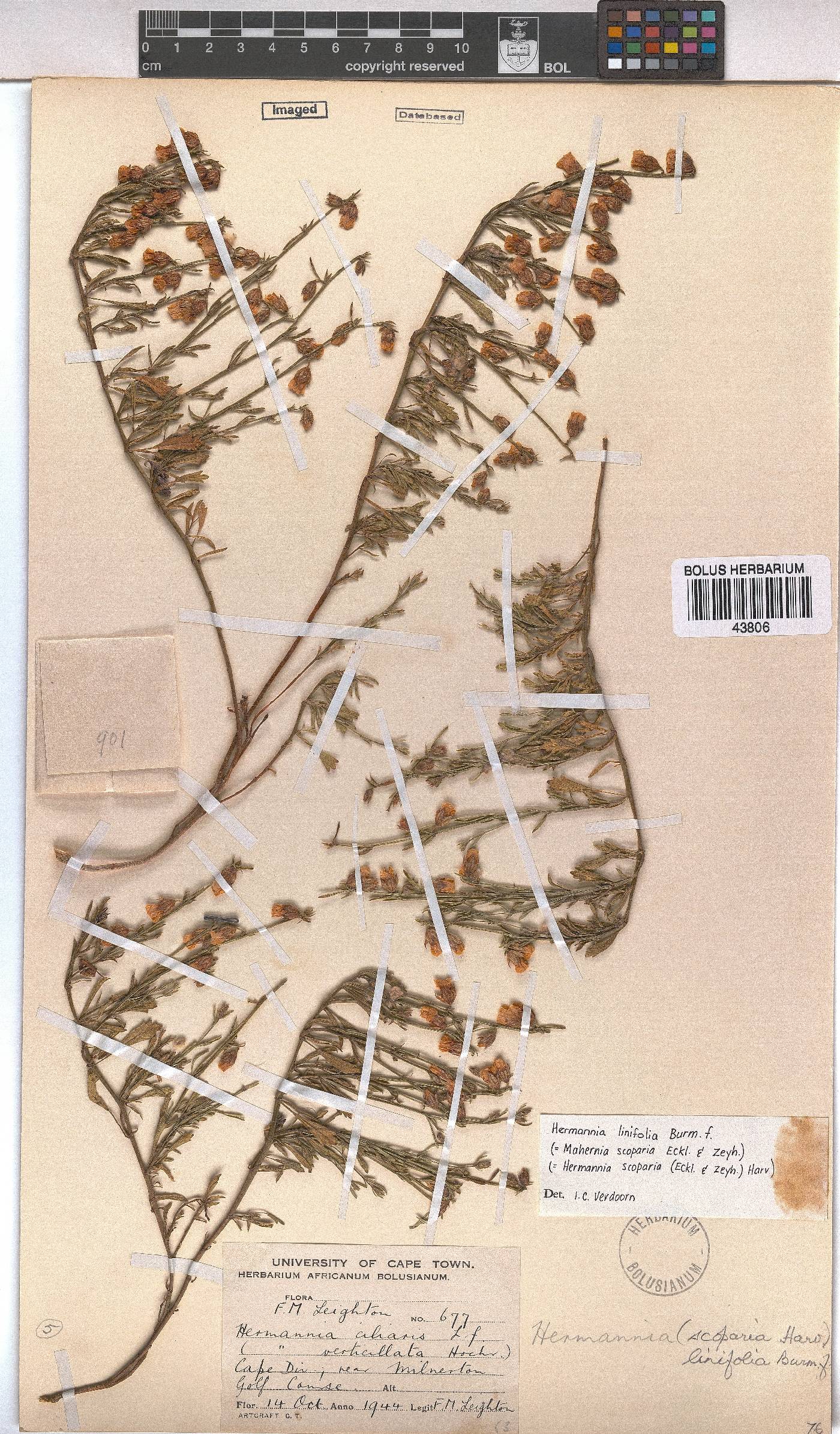 Hermannia linifolia image