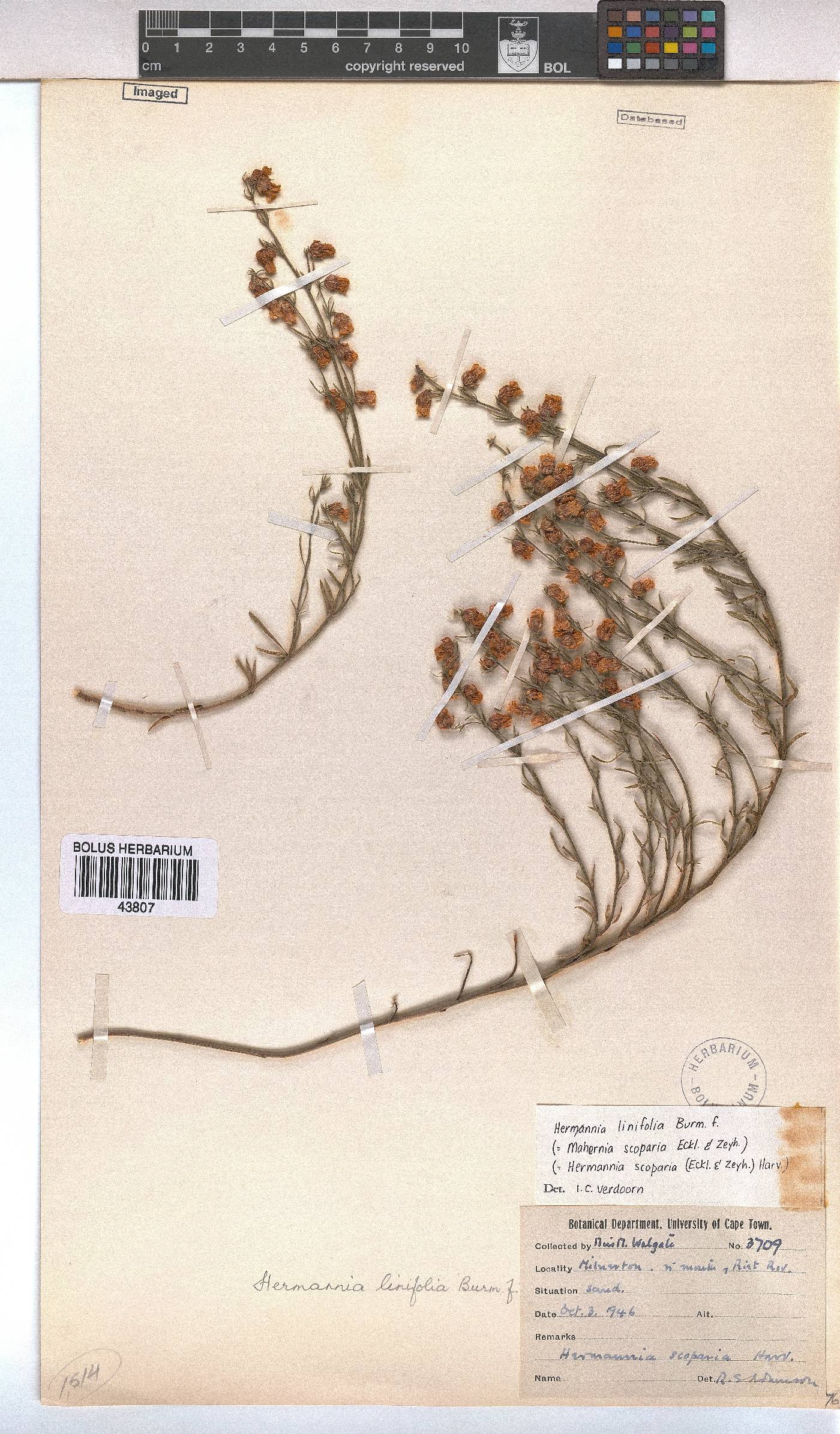 Hermannia linifolia image