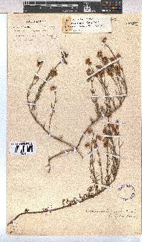Hermannia linifolia image
